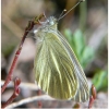 pieris napi1male1